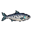 Sardine de cratère